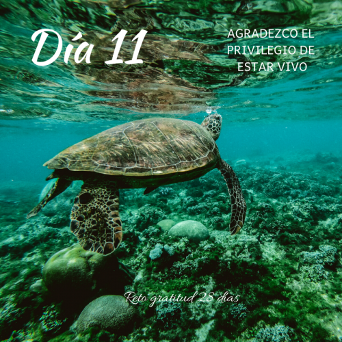 Reto gratitud Kimicor febrero dia 11